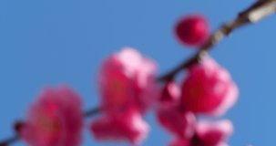 Panning Video of pink plum blossoms.