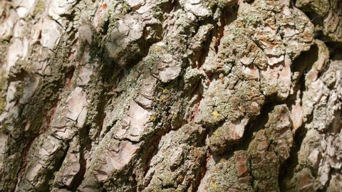 Close-up view 4k stock video footage of real organic texture of willow tree bark. Sun light grey shadows of leaves isolated on brown bark making delicate patterns on trees surface. Abstract background