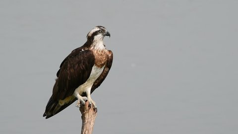 Osprey (Pandion haliaetus) Standing on a branch above the water