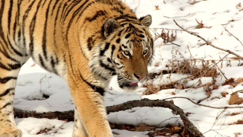 MS TS SLO MO Siberian tiger (panthera tigris altaica) walking in snow covered forest Sikhote Alin, Primorye Province, Russia
