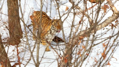 MS TS SLOW MO Siberian tiger (panthera tigris altaica) running in snow covered forest Sikhote Alin, Primorye Province, Russia