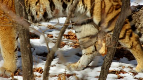 MS TS Siberian tiger (panthera tigris altaica) walking in snow covered forest Sikhote Alin, Primorye Province, Russia