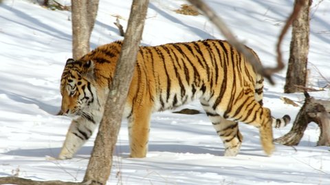 MS TS Siberian tiger (panthera tigris altaica) marking territory Sikhote Alin, Primorye Province, Russia
