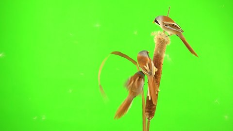 four baleen tits sit on the reed (cattail) against a green background. studio, natural sound