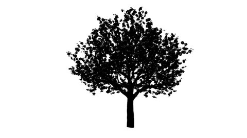 Growing Tree Silhouette animation. Full Hd 1920×1080. Transparent Alpha video.