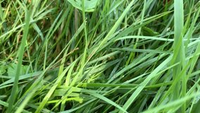 A variety of field grasses on the field. For video presentation, advertising, background.