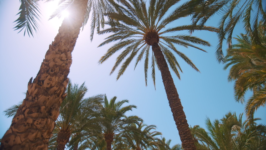 Palm trees low-angle footage on a bright sunny day. Palm trees against the clear blue sky. Concept of tropical areas. Coconut trees swaying in the wind. Perfect for a background picture. Royalty-Free Stock Footage #1079414387