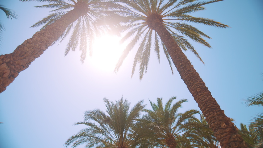 Palm trees low-angle footage on a bright sunny day. Palm trees against the clear blue sky. Concept of tropical areas. Coconut trees swaying in the wind. Perfect for a background picture. | Shutterstock HD Video #1079414387