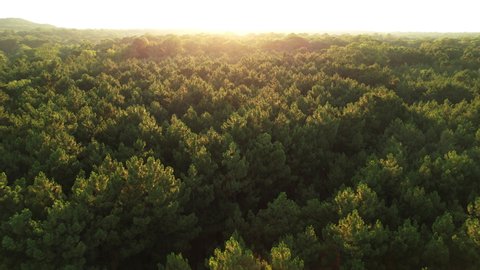 Coniferous forest Top of dense green spruce forest on slopes of mountain range aerial view of drone slide on bright summer day at sunset. Fresh and clean air. Nature. Sun rays. Relax