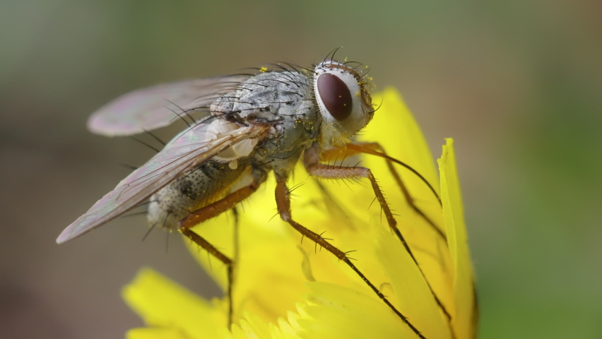 Macro shot of a fly from the Tachinidae family eating nectar with a long proboscis on a yellow flower of Leontodon autumnalis.