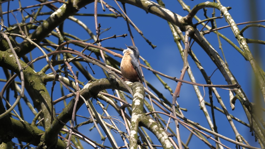 nuthatch bird singing in the sun