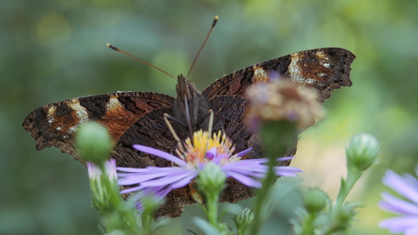 Insect cleans and pollinates the flower with its proboscis. Butterfly, a peacock
