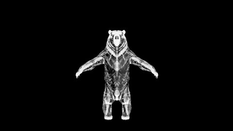 3D X-ray angry bear looping animation 