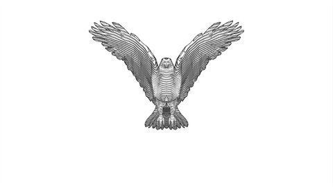 3D sketch flying eagle animation 