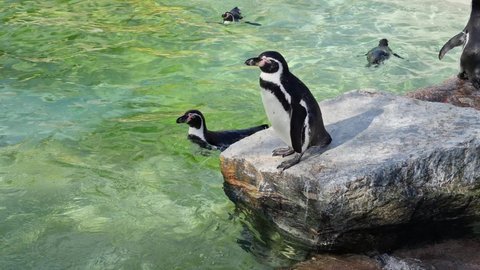 8K Humboldt penguin - Spheniscus humboldti swims in the water catches fish.