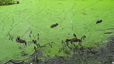 Wild ducks on the shore of the pond eat food. Swampy pond with duckweed.