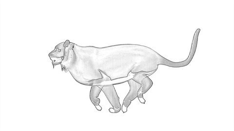 27 Pencil Sketch Tiger Stock Video Footage - 4K and HD Video Clips | Shutterstock 27 Pencil Sketch Tiger Stock Video Footage - 4K and HD Video Clips | Shutterstock
