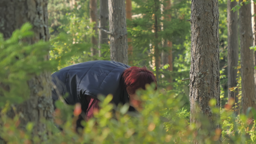 A middle-aged lady gathering some bluberries in Espoo Finland from the forest in the nature reserve.geology shot.4k