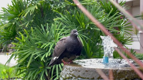 A large black pigeon perched on a basin of spring water.