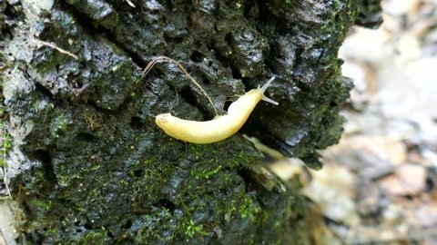 Yellow slug slowly crawling along wet rotton wood