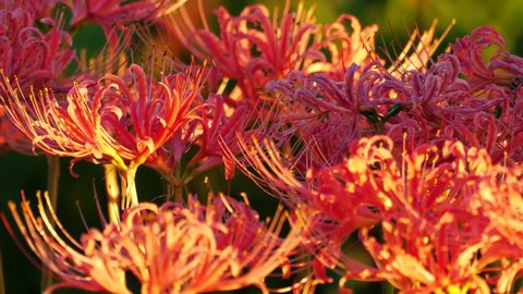 Closeup of Lycoris radiata or red spider lily or red magic lily or equinox flower or higanbana
