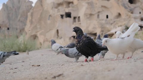 Magnificent and colorful pigeons and doves living in Cappadocia Uchisar side with limestone cage backgrounds.