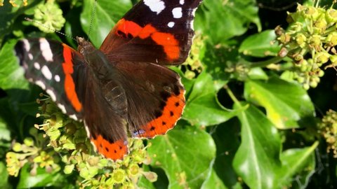 Red Admiral Butterfly on Ivy Flower
A large, colourful and strong-flying butterfly, common in gardens. This distinctive insect can be found anywhere in Britain and Ireland.