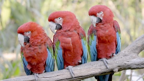 Three Red-and-Green Macaw Perched on a Branch with Woodland Background