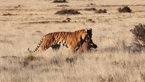 Predator Bengal Tiger drags warthog prey in golden savanna grass