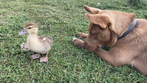 shepherd dog watches over little duckling so that he does not run away on farm. Rural area, Veterinary Medicine, Veterinarian, Farm products. Agricultural industry. husbandry. Animal Friendship