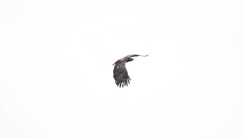 Sea eagle flying gliding through cloudy fall day in Lofoten Norway Royalty-Free Stock Footage #1079461151