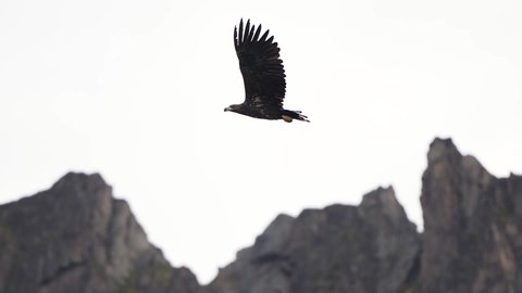 Sea eagle flying gliding through cloudy fall day in Lofoten Norway