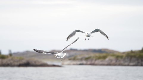 Flock of seagulls landing in isolated sea in Lofoten Norway