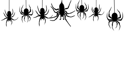 Spiders hanging on web strand at transparent background. Overlay for compositing. Group black spiders Gloomy and scary Halloween