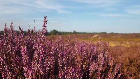 Closeup of wild heather in the Suffolk countryside against a blue sky. It is full bloom and a vibrant purple colour  วิดีโอสต็อก