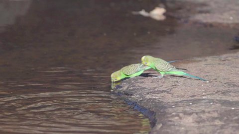 slow motion side view of two budgies drinking from a waterhole at kings canyon in watarrka national park of the northern territory