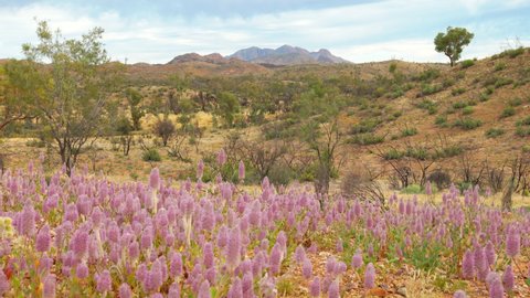 pink mulla mulla flowers with mt sonder in the distance at tjoritja  west macdonnell national park of the northern territory, australia