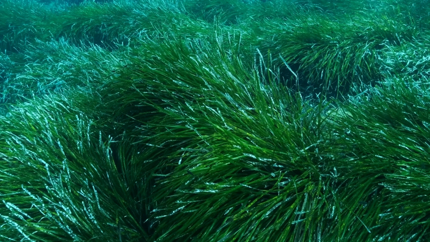 Close-up of dense thickets of green marine grass Posidonia. Top view on green seagrass Mediterranean Tapeweed or Neptune Grass (Posidonia). Mediterranean Sea, Cyprus Royalty-Free Stock Footage #1079476352