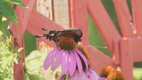 Dark morph of an Eastern Tiger Swallowtail butterfly pollinating and feeding on a Purple Coneflower with an orange trellis on the background