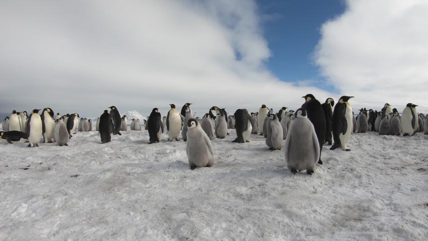 Emperor Penguins with chiks close up in Antarctica | Shutterstock HD Video #1079481617