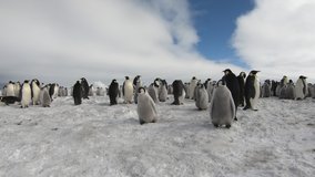 Emperor Penguins with chiks close up in Antarctica - Powered by Shutterstock - Get 15% off with code: PIKWIZARD15