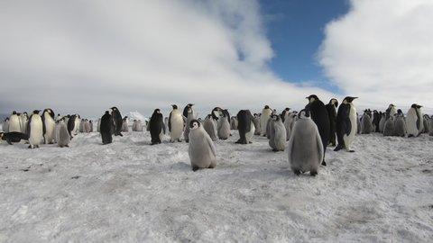 Emperor Penguins with chiks close up in Antarctica