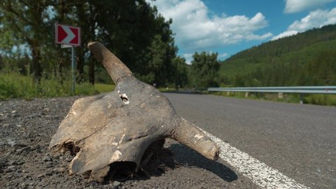 Big skull of cow lies on highway, cars drives on the road