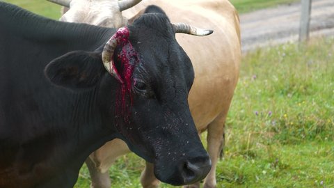 Bloody black cow with broken horn