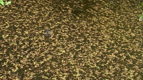 Duckweed floats on the surface of the water in the pond. Motion stream video panorama camera nature background.
