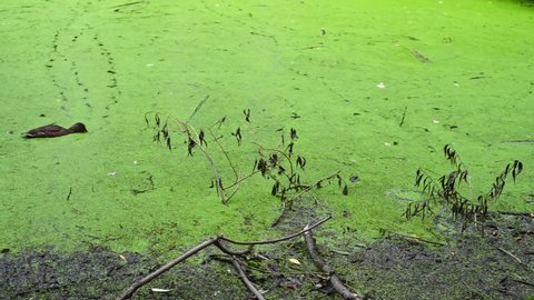 Wild ducks swim on the shore of the pond eat food. Swampy pond with duckweed. Panorama video