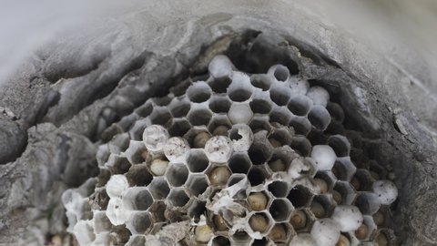 Inside wasp nest with many grubs