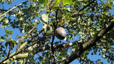 Sick plum fruit hanging on the tree in light wind  at early autumn on a bright sunny day.