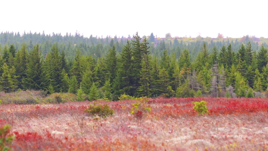 Bear rocks trail scenery panning in autumn fall season with rainy landscape in Dolly Sods, West Virginia with pine green trees and red wild colorful huckleberry foliage bushes