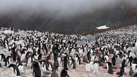 Adelie Penguins colony in Antarctica
